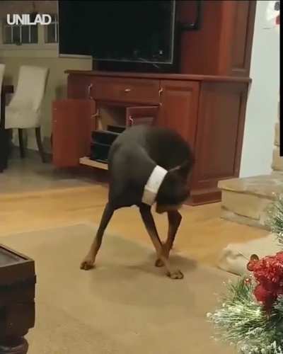 Just trying to scratch her back