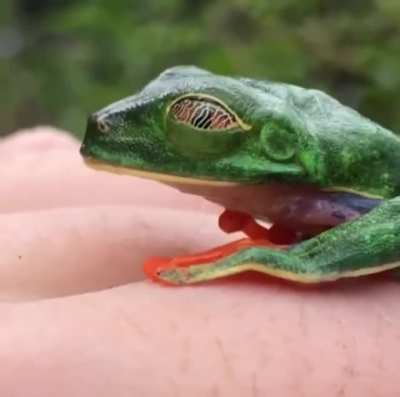 ? Tree Frog opens its eyes ?