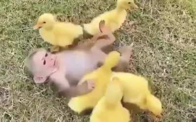 Baby monkey and his baby duck buddies ?