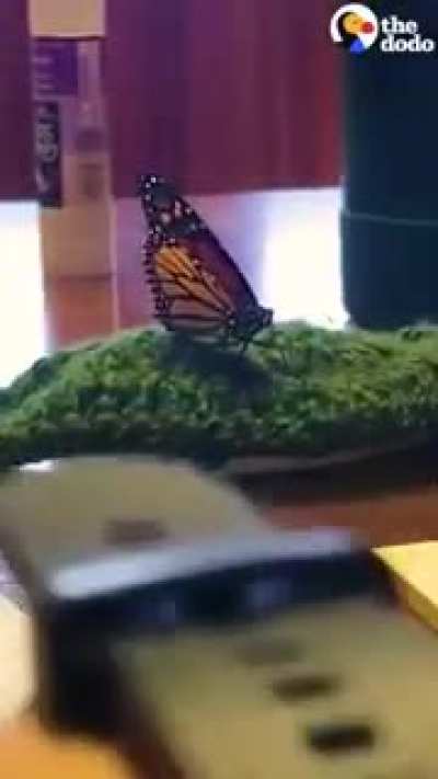 Woman repairs a broken butterfly wing using a feather and glue to help it fly again. Every little things help. Nemo-Bucky.