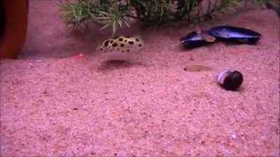 Blowfish with laser focus