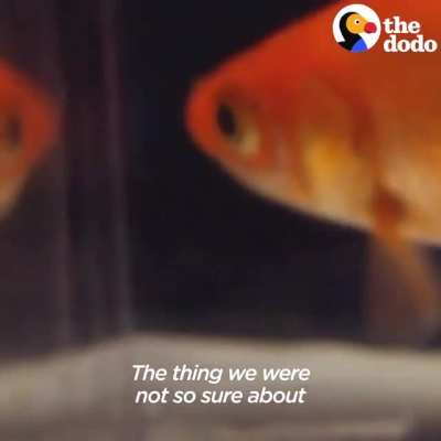 This little scooter that moves based on where the fish goes