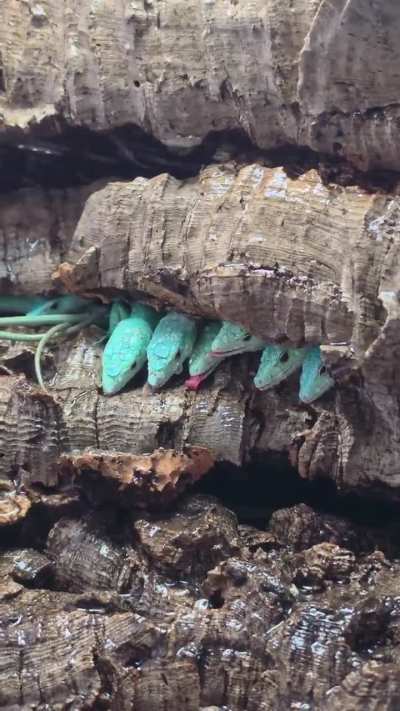 ?Tiffany Blue Gastropholis Prasina