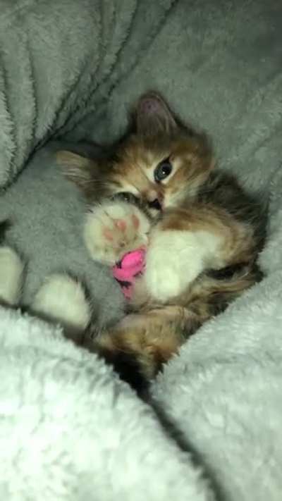 Our baby beans on the day we got her at 10 weeks!!! So tiny and precious ??
