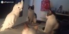 Cats freaked out by bird trying to imitate them