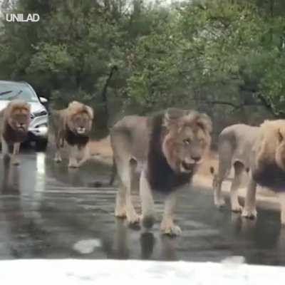 ? Lions stop the traffic in South Africa