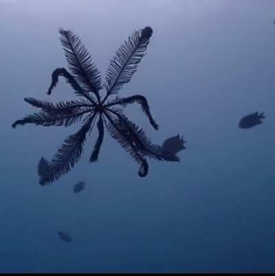 ? Feather Star (Crinoid)