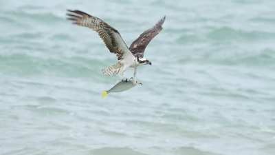 ? Osprey Rises With Huge Fish